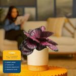 Calathea Live Indoor Plant in Ceramic Pot