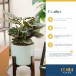 Calathea Live Indoor Plant in Ceramic Pot