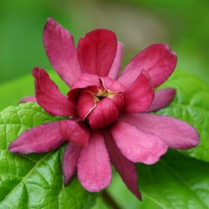 5 Carolina Allspice Bushes (Sweet Shrubs) - 6-12" Tall Live Plants - Fragrant Flowers - Hedge Seedlings - Calycanthus floridus