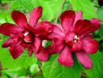 5 Carolina Allspice Bushes (Sweet Shrubs) - 6-12" Tall Live Plants - Fragrant Flowers - Hedge Seedlings - Calycanthus floridus