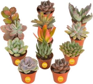 12-Pack Mini Succulent Assortment for Gifts