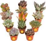 12-Pack Mini Succulent Assortment for Gifts