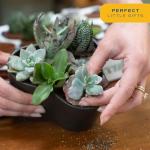 12-Pack Mini Succulent Assortment for Gifts
