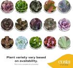 12-Pack Mini Succulent Assortment for Gifts