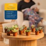 12-Pack Mini Succulent Assortment for Gifts