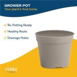 12-Pack Mini Succulent Assortment for Gifts