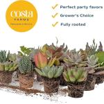 12-Pack Mini Succulent Assortment for Gifts