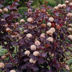 Red Diabolo Ninebark Shrub - 10-16" Tall Live Plant - Quart Pot - Crimson Purple Ninebark Bush Seedling - Physocarpus opulifolius 'Monlo'