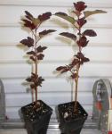 Red Diabolo Ninebark Shrub - 10-16" Tall Live Plant - Quart Pot - Crimson Purple Ninebark Bush Seedling - Physocarpus opulifolius 'Monlo'