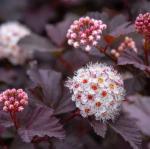 Red Diabolo Ninebark Shrub - 10-16" Tall Live Plant - Quart Pot - Crimson Purple Ninebark Bush Seedling - Physocarpus opulifolius 'Monlo'