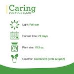 Bonnie Plants Jalapeno Hot Pepper Live Vegetable Plants - 4 Pack, Most Popular Chile Pepper, Non-GMO, 24 - 48 Inch Plants, 3 Inch Pepper Size