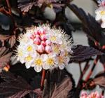 Red Diabolo Ninebark Shrub - 10-16" Tall Live Plant - Quart Pot - Crimson Purple Ninebark Bush Seedling - Physocarpus opulifolius 'Monlo'