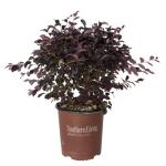 Red Diamond Compact Loropetalum Plant - 2.5 Qt