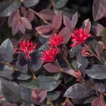 Red Diamond Compact Loropetalum Plant - 2.5 Qt