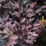 Red Diamond Compact Loropetalum Plant - 2.5 Qt
