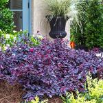 Red Diamond Compact Loropetalum Plant - 2.5 Qt