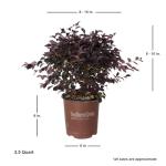 Red Diamond Compact Loropetalum Plant - 2.5 Qt