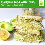 Calabrese Broccoli Sprouting Seeds - Non-GMO 1 lb