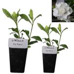 Gardenia Veitchii - Everblooming - Gardenia Jasminoides. Fragrant Evergreen Shrub with Glossy Foliage and Pure White Blooms, Perfect for Pots, Borders, or Gardens (2 Gardenia Veitchii Plants in Sac)