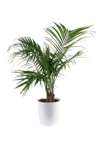 Majesty Palm Live Plant in Modern Decor Planter