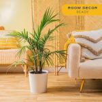Majesty Palm Live Plant in Modern Decor Planter