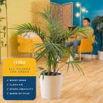 Majesty Palm Live Plant in Modern Decor Planter