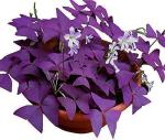 12PCS Purple Shamrocks Bulbs Good Luck Plant Purple Oxalis Bulbs for Planting Grows Indoor or Outdoor Oxalis Triangularis Bulb The Novice