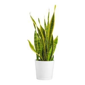Premium Live Indoor Snake Plant in Décor Planter