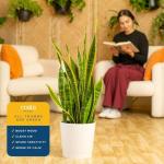 Premium Live Indoor Snake Plant in Décor Planter