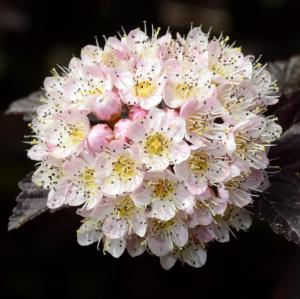 Red Diabolo Ninebark Shrub - 6-12" Tall Live Plant - 2.5" Pot - Crimson Purple Ninebark Bush Seedling - Physocarpus opulifolius 'Monlo'