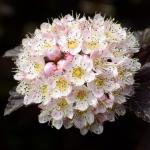 Red Diabolo Ninebark Shrub - 6-12" Tall Live Plant - 2.5" Pot - Crimson Purple Ninebark Bush Seedling - Physocarpus opulifolius 'Monlo'