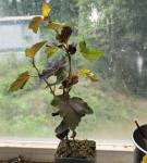 Red Diabolo Ninebark Shrub - 6-12" Tall Live Plant - 2.5" Pot - Crimson Purple Ninebark Bush Seedling - Physocarpus opulifolius 'Monlo'