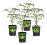 Bonnie Plants Super Sweet 100 Cherry Tomato, Live Plants, 19.3 oz (4-Pack)