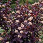 Red Diabolo Ninebark Shrub - 6-12" Tall Live Plant - 2.5" Pot - Crimson Purple Ninebark Bush Seedling - Physocarpus opulifolius 'Monlo'