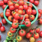 Bonnie Plants Super Sweet 100 Cherry Tomato, Live Plants, 19.3 oz (4-Pack)