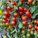 Bonnie Plants Super Sweet 100 Cherry Tomato, Live Plants, 19.3 oz (4-Pack)