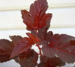 Red Diabolo Ninebark Shrub - 6-12" Tall Live Plant - 2.5" Pot - Crimson Purple Ninebark Bush Seedling - Physocarpus opulifolius 'Monlo'