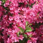 2 Pink Weigela Shrubs - 10-16" Tall Live Plants - Flowering Weigela Bush Seedlings - Weigela Florida - (2 Pack)
