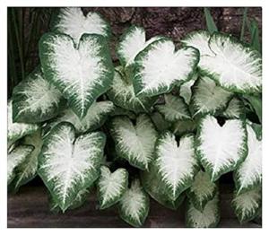 Fancy Leaf Caladium Bulbs for Planting - Large Root Bulb - Aaron - Giant Heart-Shaped Flower Plant - Hardy in Zones 9-11