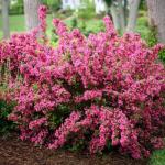 2 Pink Weigela Shrubs - 10-16" Tall Live Plants - Flowering Weigela Bush Seedlings - Weigela Florida - (2 Pack)