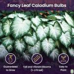 Fancy Leaf Caladium Bulbs for Planting - Large Root Bulb - Aaron - Giant Heart-Shaped Flower Plant - Hardy in Zones 9-11