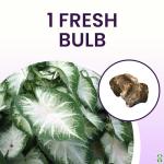 Fancy Leaf Caladium Bulbs for Planting - Large Root Bulb - Aaron - Giant Heart-Shaped Flower Plant - Hardy in Zones 9-11