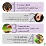 Fancy Leaf Caladium Bulbs for Planting - Large Root Bulb - Aaron - Giant Heart-Shaped Flower Plant - Hardy in Zones 9-11