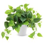 CEWOR Artificial Plants Fake Pothos with Plastic Pot Artificial Potted Plant for Home Office Bedroom Indoor Outdoor Decor 1 Pack