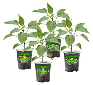 Bonnie Plants Red Bell Pepper Live Vegetable Plants - 4 Pack, Non-GMO, 2 - 3 Ft Plants, 4.5 x 4 Inch Pepper Size