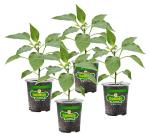 Bonnie Plants Red Bell Pepper Live Vegetable Plants - 4 Pack, Non-GMO, 2 - 3 Ft Plants, 4.5 x 4 Inch Pepper Size