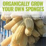 Seed Needs Luffa Seeds for Planting Loofah Sponge Gourds - Non-GMO Heirloom & Untreated Veggie Seed to Plant a Home Grown Outdoor Vegetable Garden (1 Pack)