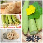 Seed Needs Luffa Seeds for Planting Loofah Sponge Gourds - Non-GMO Heirloom & Untreated Veggie Seed to Plant a Home Grown Outdoor Vegetable Garden (1 Pack)