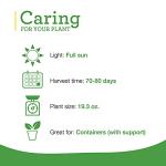 Bonnie Plants Red Bell Pepper Live Vegetable Plants - 4 Pack, Non-GMO, 2 - 3 Ft Plants, 4.5 x 4 Inch Pepper Size