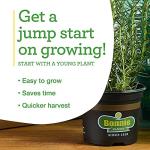 Bonnie Plants Red Bell Pepper Live Vegetable Plants - 4 Pack, Non-GMO, 2 - 3 Ft Plants, 4.5 x 4 Inch Pepper Size